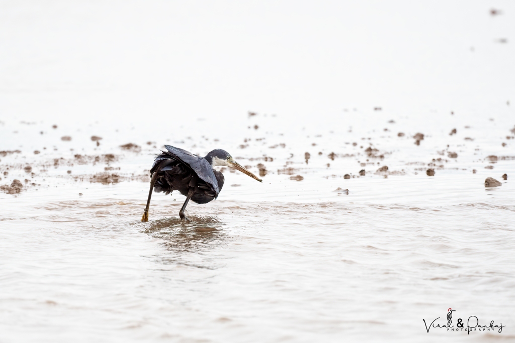 Western Reef Egret